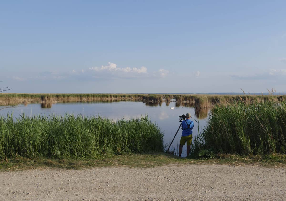 Vogelbeobachtung Am Neusiedler See
