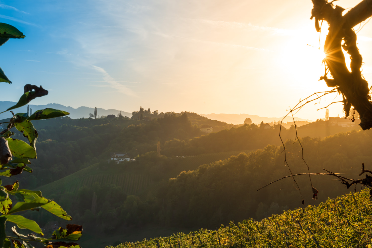 Weinberge in der Südsteiermark