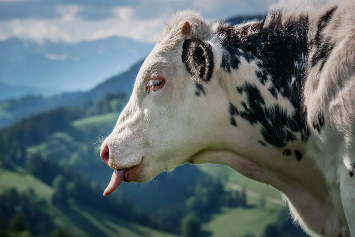 Kuh mit heraushängender Zunge.