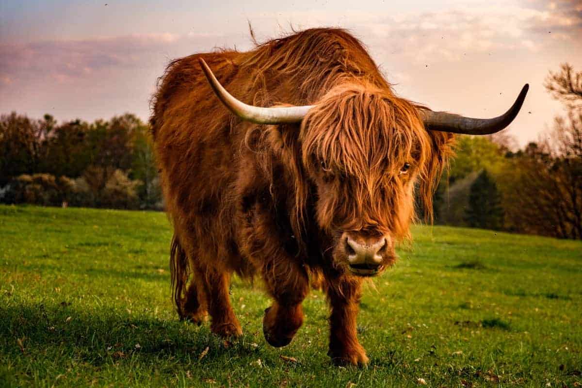 Hochlandrind In Graz