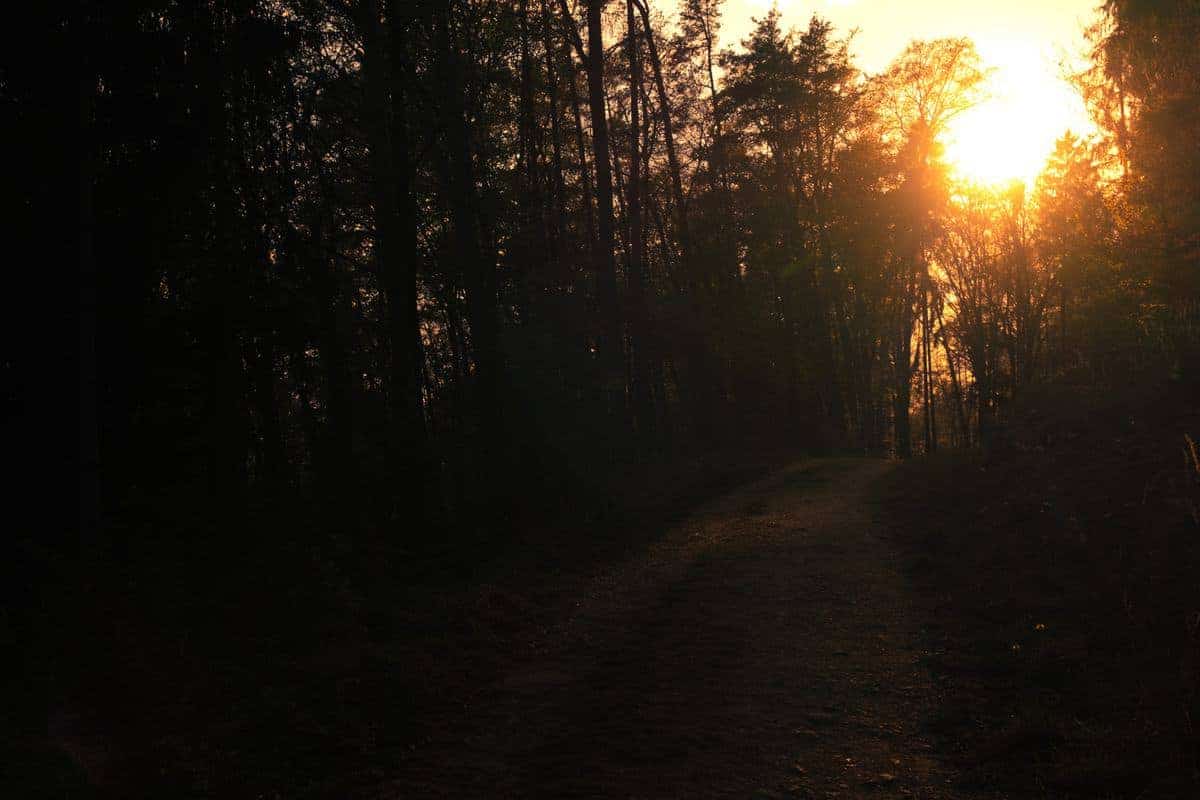 Einsamer Waldweg Am Nachmittag Während Des Lockdowns