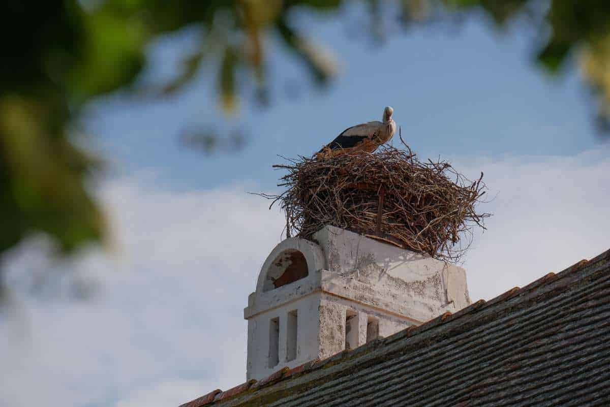 Storch In Frauenkirchen
