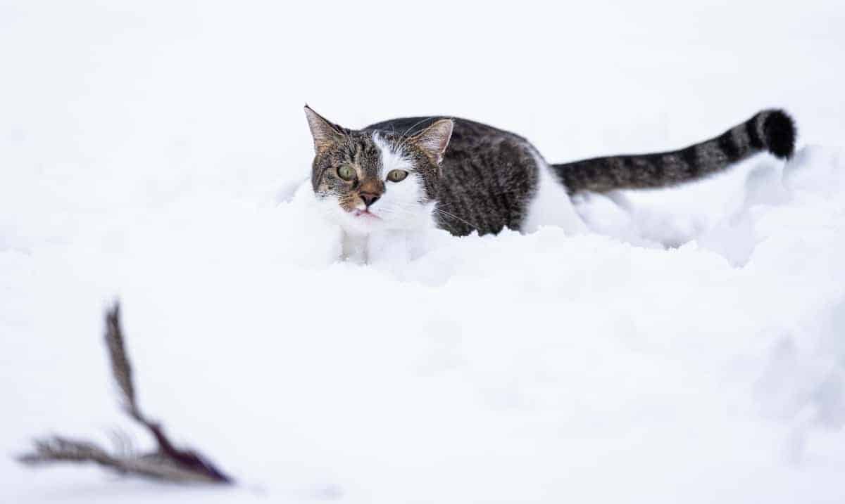 Katze in Schnee mit Federangel