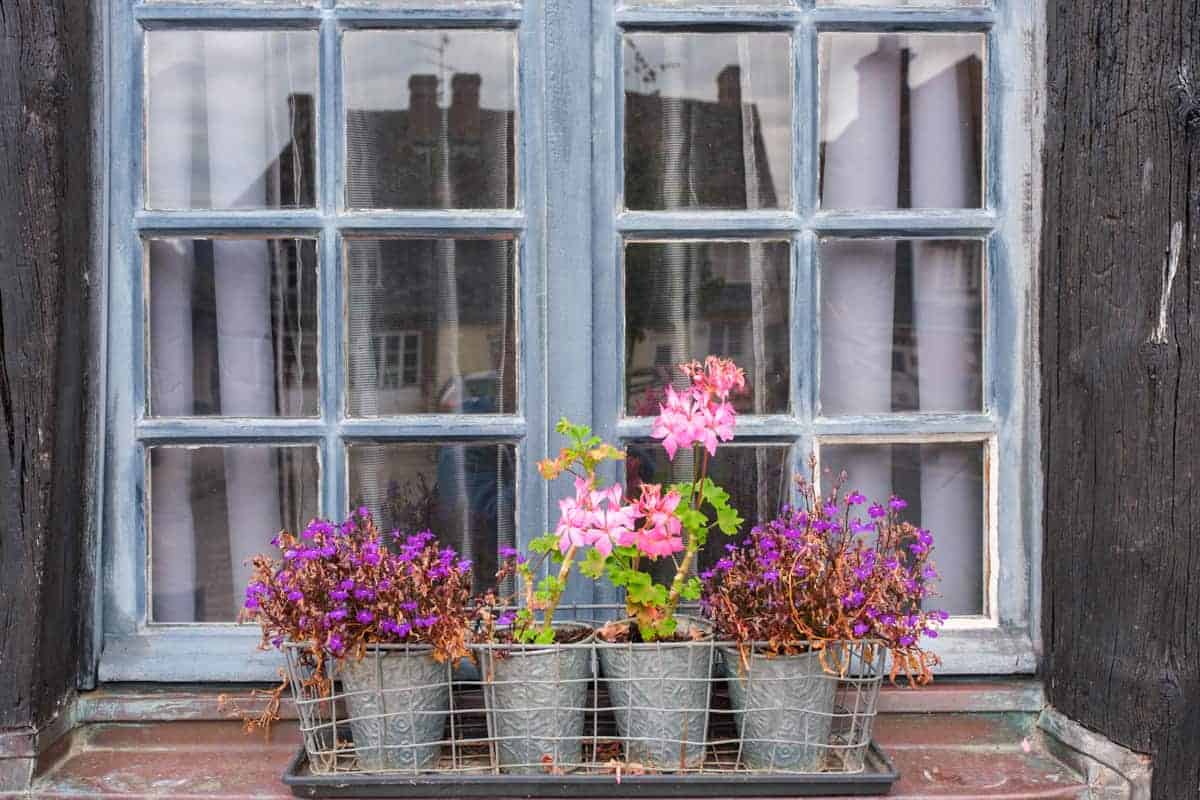 Fenster mit Blumen im Pays d'Auge