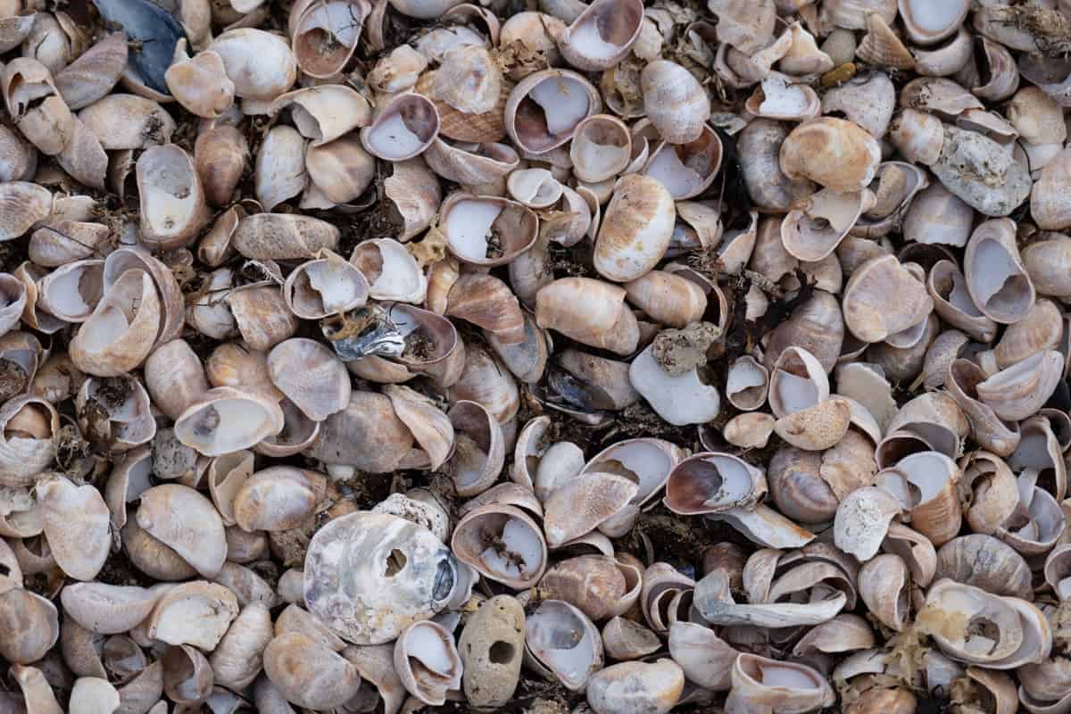 So viele Muscheln am Strand des Cotentin