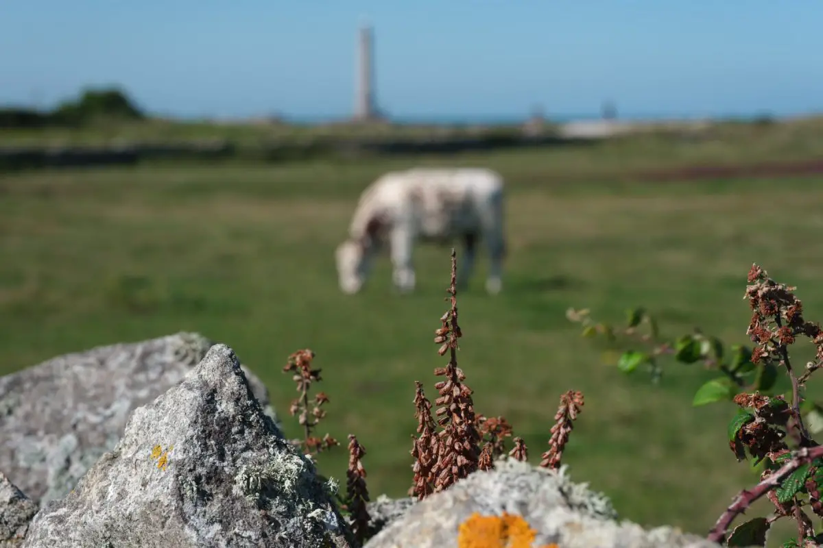 Kuh grast vor Leuchturm: Echt Normandie