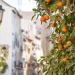 Orangen Vor Weißen Häusern In Andalusien