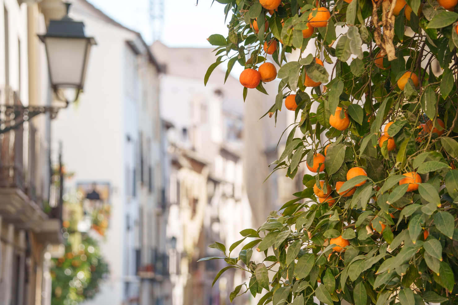 Orangen vor weißen Häusern in Andalusien
