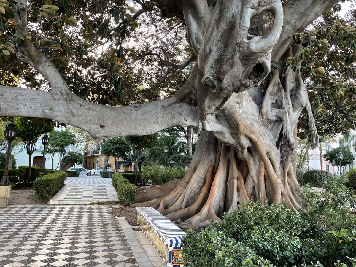 Imposanter Baum in Cádiz