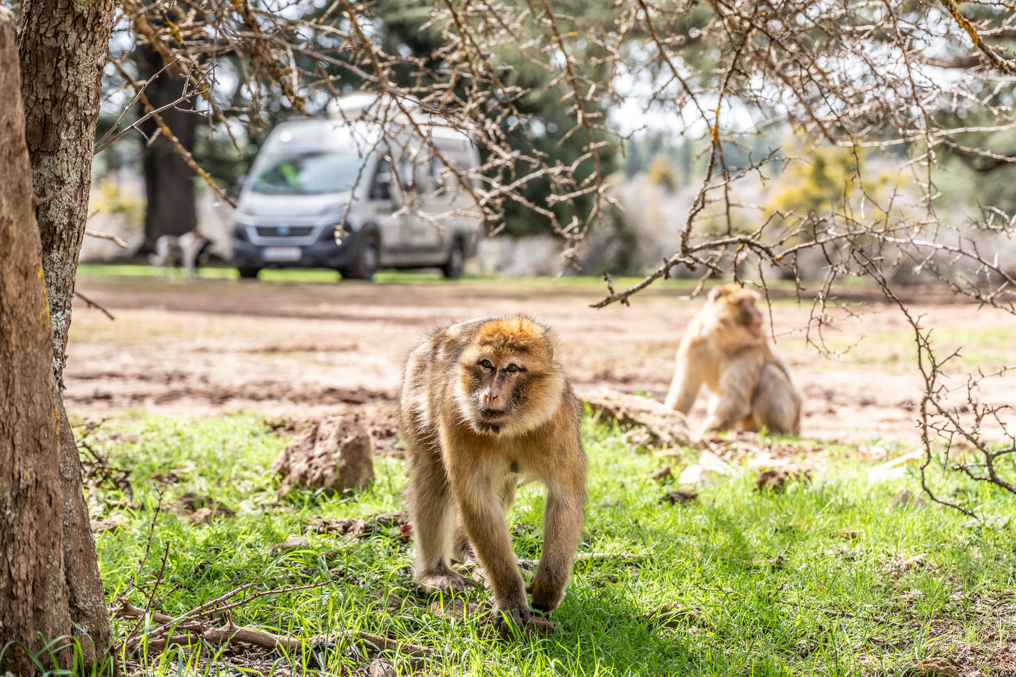 Berber-Affen Vor Wohnmobil In Marokko