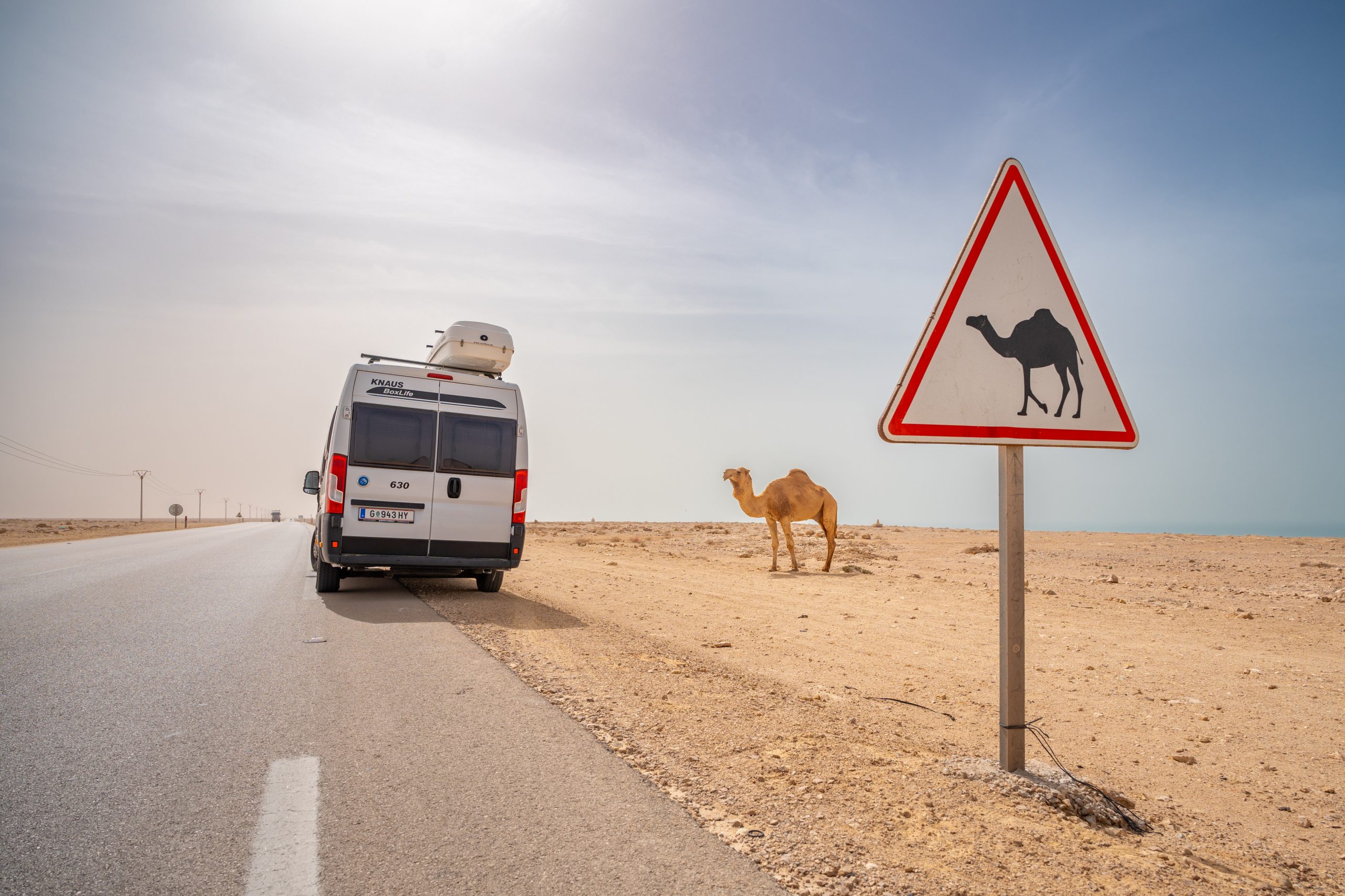 Ein Kamel Am Kamel-Warnschild