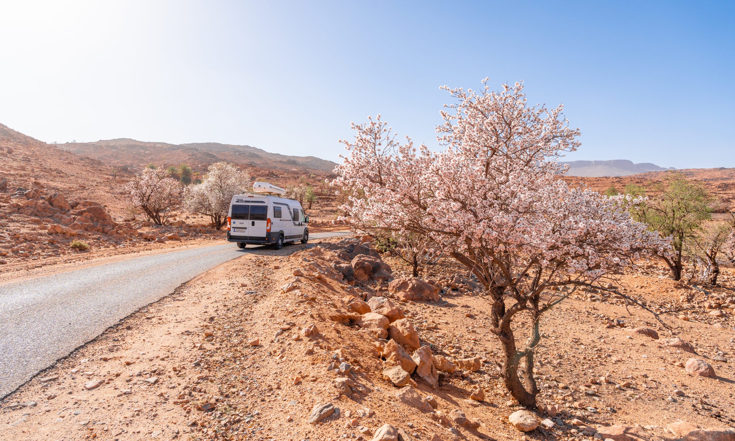 Ein Wohnmobil Zwischen Blühenden Mandelbäumen Im Anti-Atlas