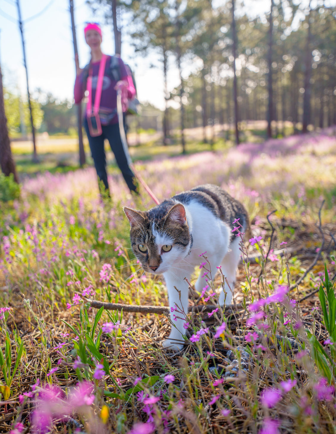 Spazierengehen Mit Katze