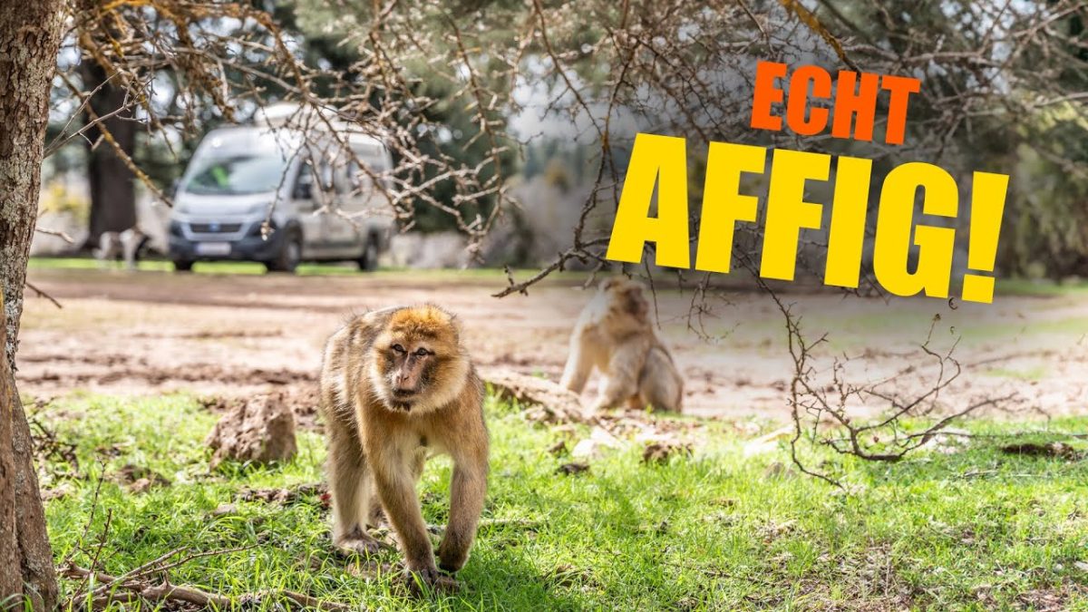 Video Bxgpbxopukg 22B6D224C34A883B225562A1A89Bf6Ac