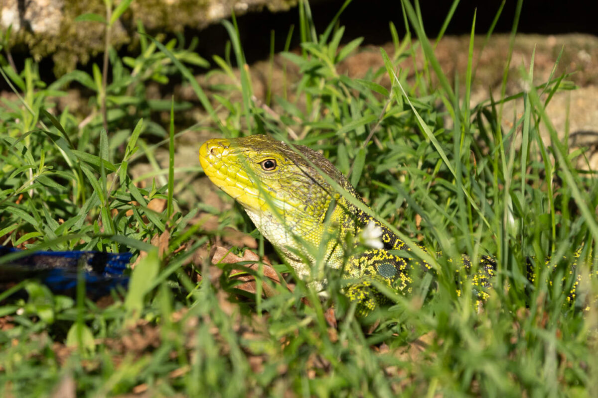 Strände und Specialty Coffee, und ganz viel Relaxen