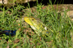 Bosque De Secuoyas 15