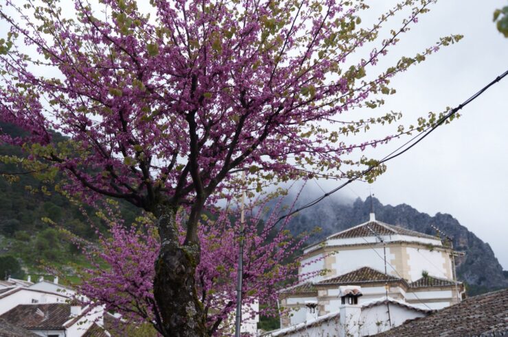 Grazalema7