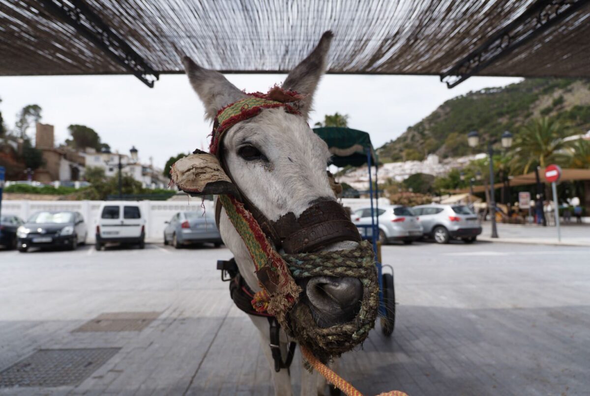 Eseltaxi Mijas
