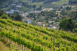 Abschied Von Der Küste Und Kurs Auf Zentralspanien 242 Vila Cha Bis Oberes Douro Tal 48