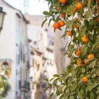Orangen Und Weiße Häuser In Andalusien Orangen Und Weiße Häuser In Andalusien