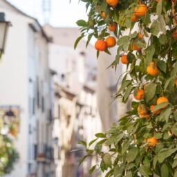 Orangen Und Weiße Häuser In Andalusien Orangen Und Weiße Häuser In Andalusien
