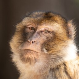 Berberaffe Bei Ifrane, Marokko Berberaffe Bei Ifrane, Marokko