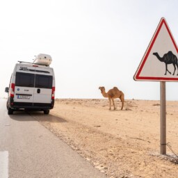 Ein Kamel Posiert Vor Kamel-Warnschild In Der Westsahara Ein Kamel Posiert Vor Kamel-Warnschild In Der Westsahara