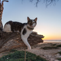 Über Uns 42 Afrika-Katze Ruby