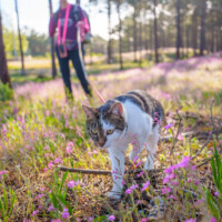 Über Uns 43 Spazierengehen Mit Katze