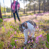 Über Uns 43 Spazierengehen Mit Katze