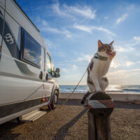 Über Uns 47 Katze Vor Wohnmobil