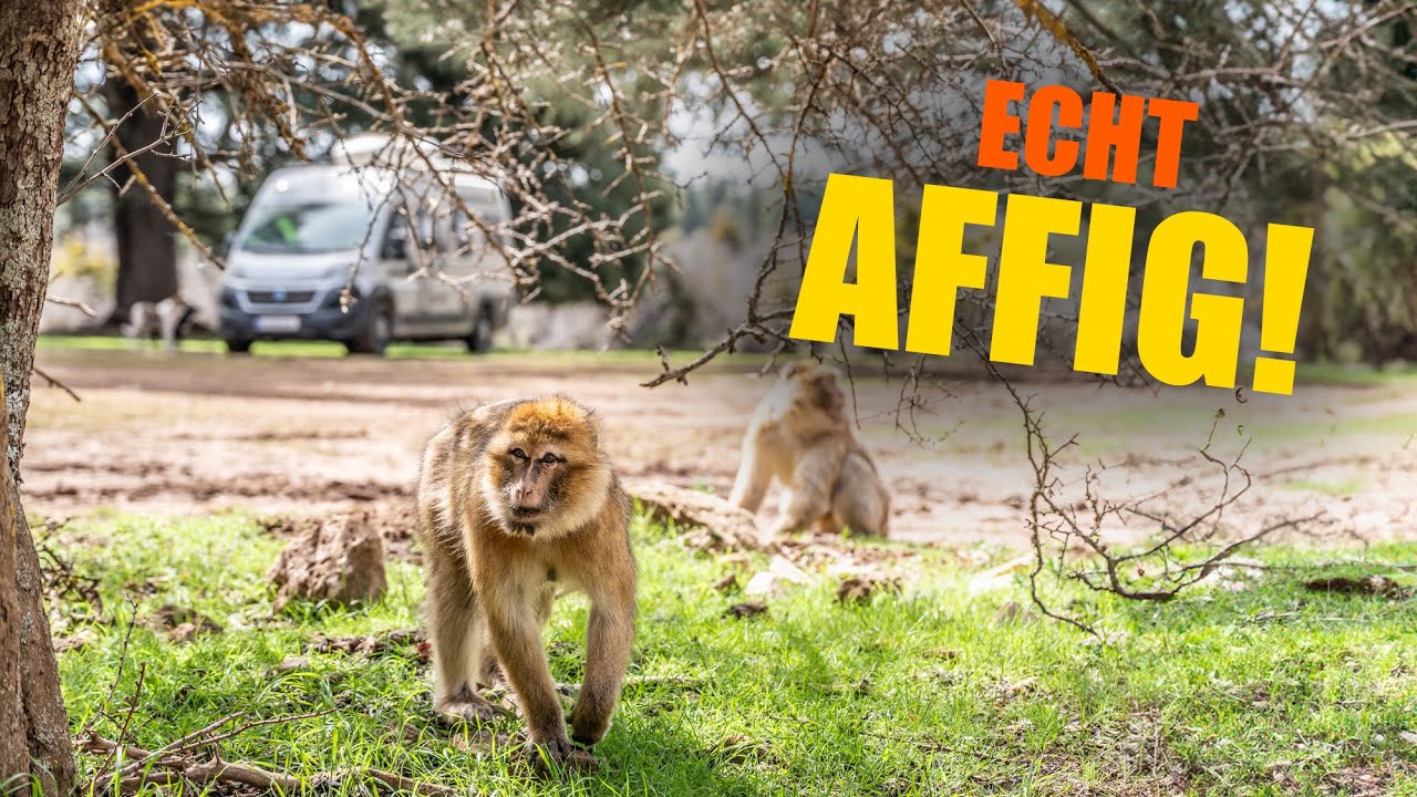 AFFIGES VIDEO! Im Zedernwald von Ifrane